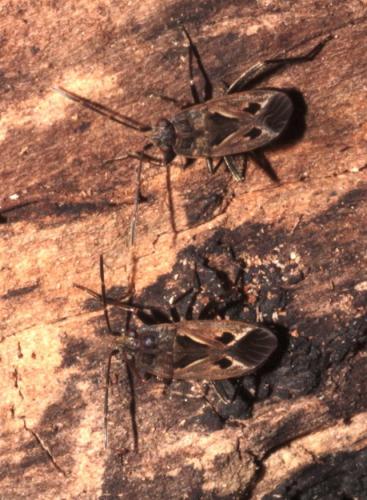Rhyparochromus pini